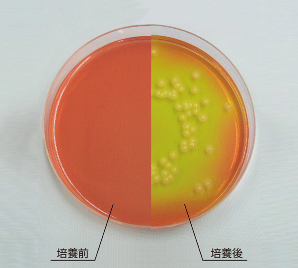黄色ブドウ球菌用 卵黄加マンニット食塩寒天培地 株式会社アテクト